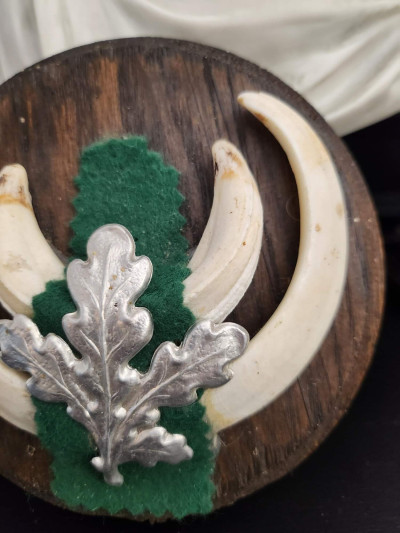 Petit trophée défenses de sanglier n°3