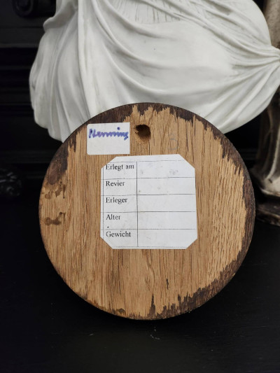 Petit trophée défenses de sanglier n°3