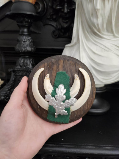Petit trophée défenses de sanglier n°3