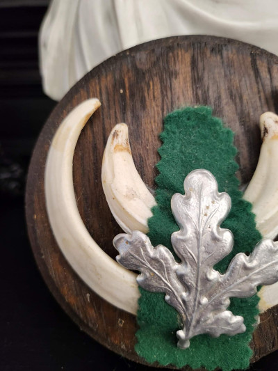 Petit trophée défenses de sanglier n°3