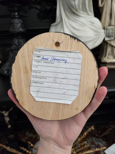 Petit trophée défenses de sanglier n°4