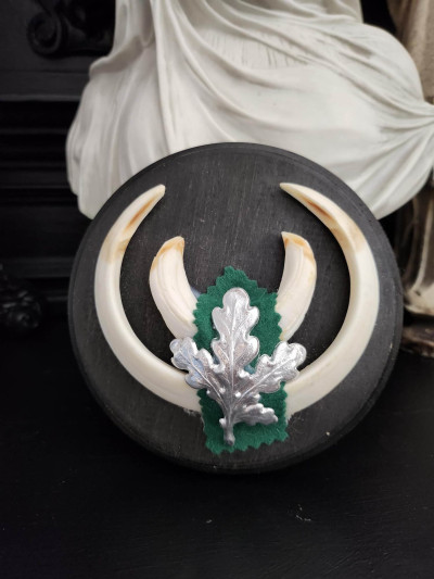 Petit trophée défenses de sanglier n°4