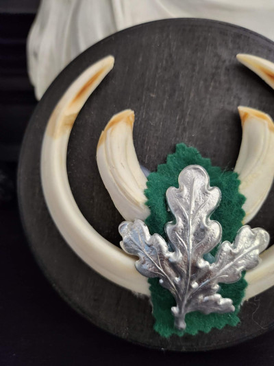 Petit trophée défenses de sanglier n°4