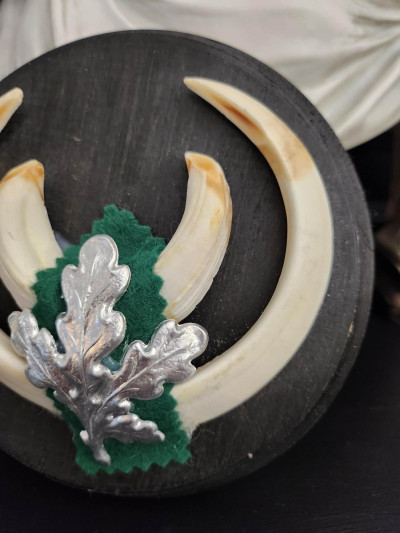 Petit trophée défenses de sanglier n°4