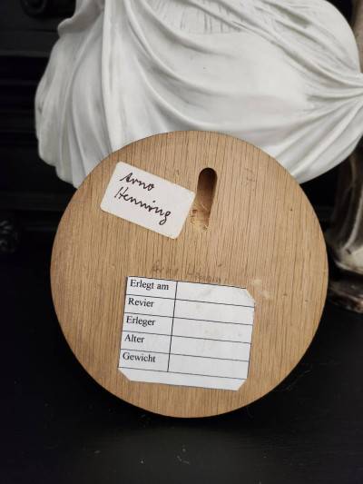 Petit trophée défenses de sanglier n°7