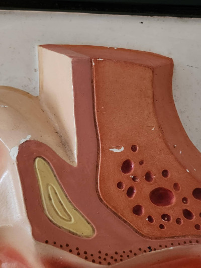 Rarissime planche anatomique en relief de l'oreille - N. Boubée, Paris