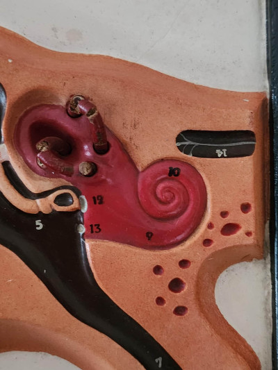 Rarissime planche anatomique en relief de l'oreille - N. Boubée, Paris