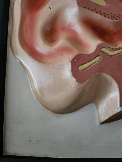 Rarissime planche anatomique en relief de l'oreille - N. Boubée, Paris