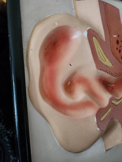 Rarissime planche anatomique en relief de l'oreille - N. Boubée, Paris