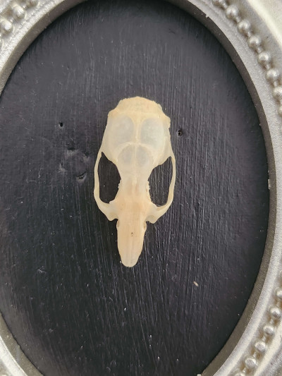 Cadre ovale vintage avec crâne de souris - Curiosités - Sacra Nocta