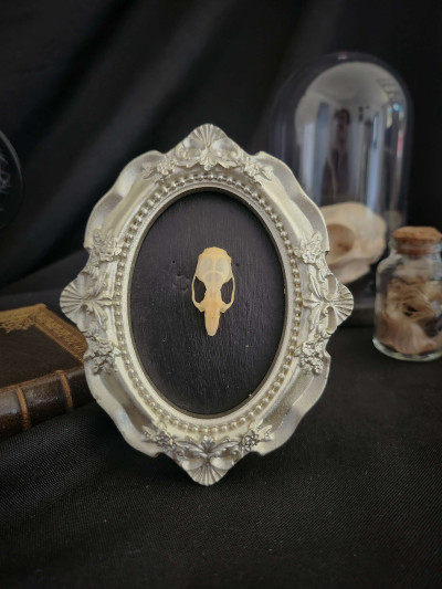 Cadre ovale vintage avec crâne de souris - Curiosités - Sacra Nocta