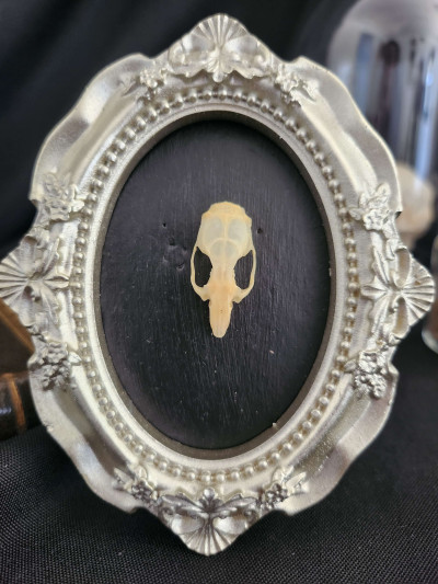 Cadre ovale vintage avec crâne de souris - Curiosités - Sacra Nocta