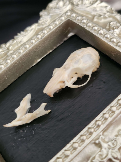 Cadre crâne de souris pour cabinet de curiosités - Sacra Nocta