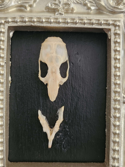 Cadre crâne de souris pour cabinet de curiosités - Sacra Nocta