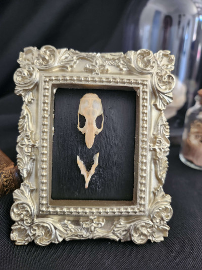 Cadre crâne de souris pour cabinet de curiosités - Sacra Nocta
